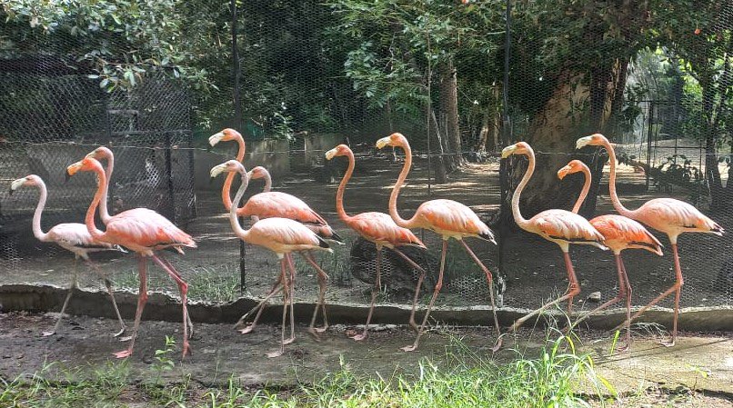 Rescatan 14 flamencos rosados que iban a ser usados para consumo humano