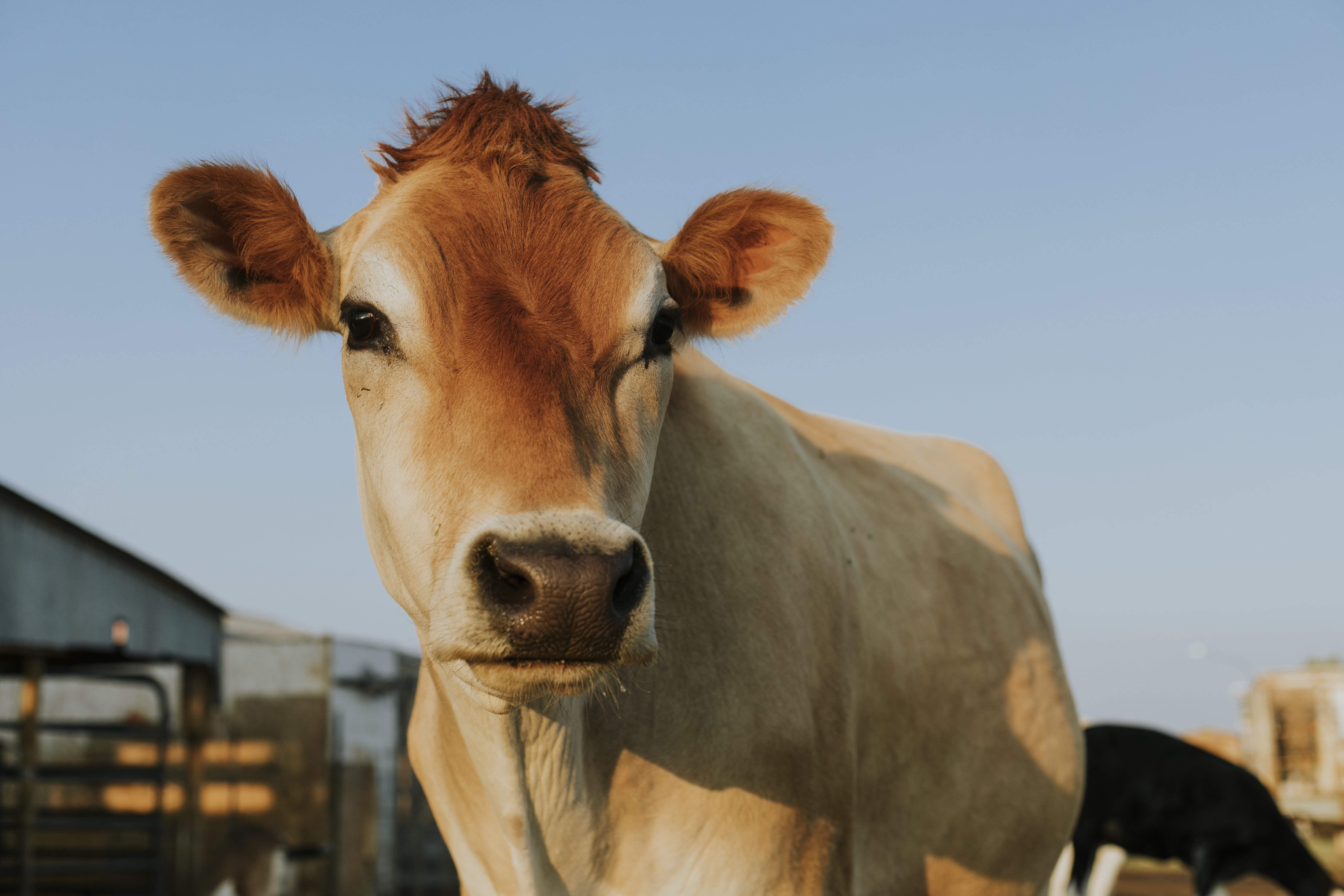 ¿Cómo se llama la cría de una vaca?