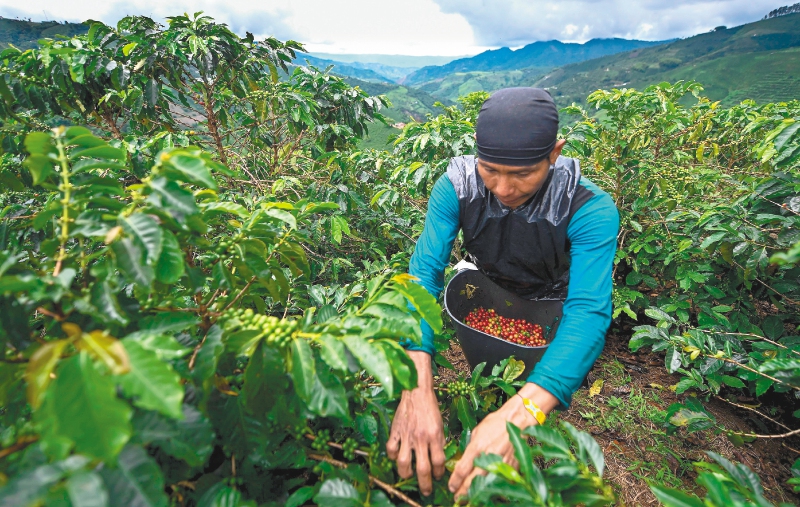 Café colombiano: precios altos y producción a la baja