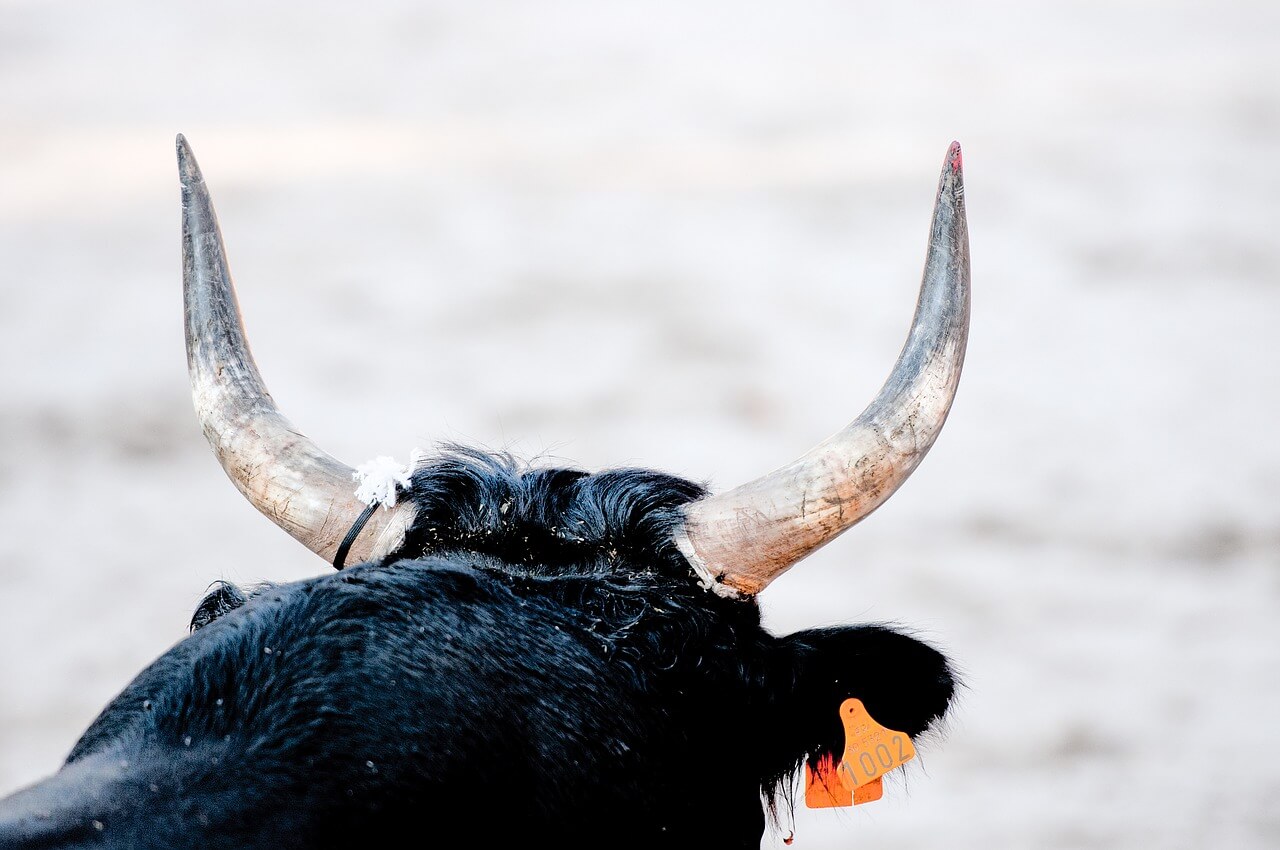 De cómo el toro de lidia controla el dolor en el ruedo