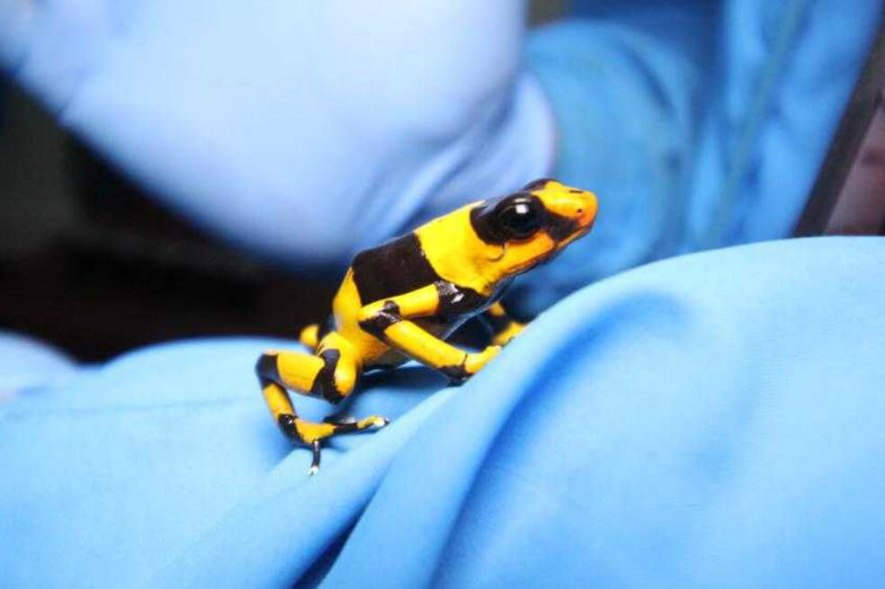 Un hombre que trasportaba 424 ranas venenosas fue capturado en Bogotá