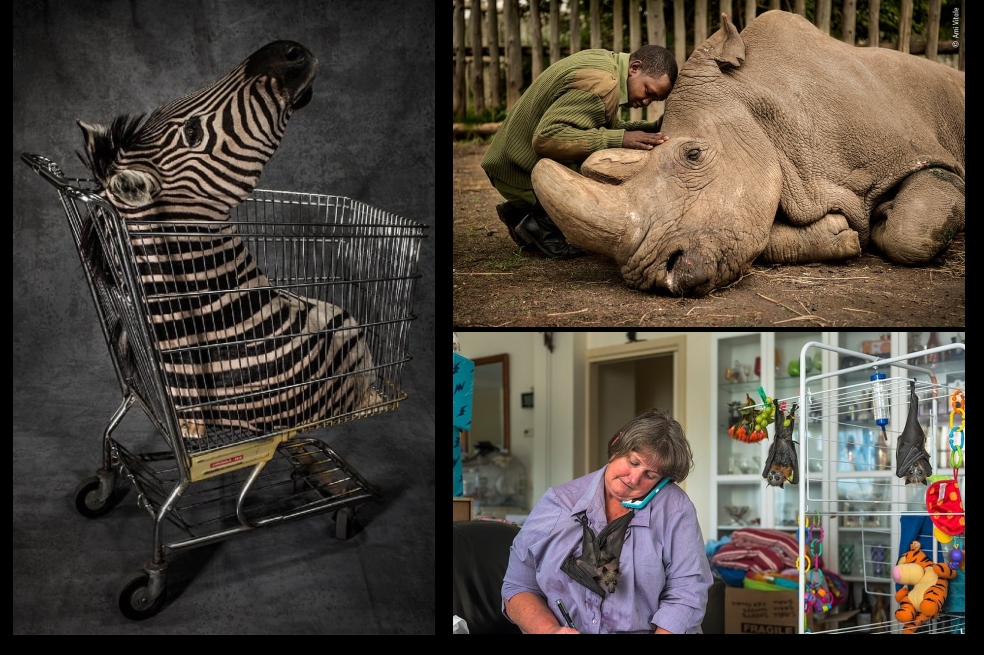 En fotos: estos son los ganadores del Fotógrafo de Vida Silvestre 2020