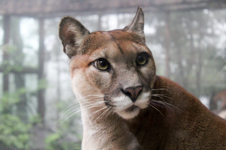 Vecinos encuentran a un puma durmiendo en su jardín: piensan que es un gato