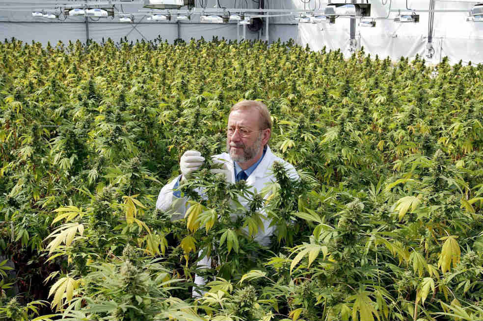 ¿La marihuana puede salvar esta ciudad maorí en Nueva Zelanda?