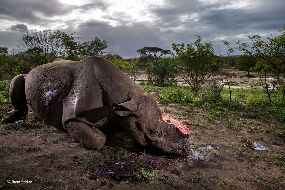 Las impactantes imágenes que ganaron el premio más importante de fotografía natural