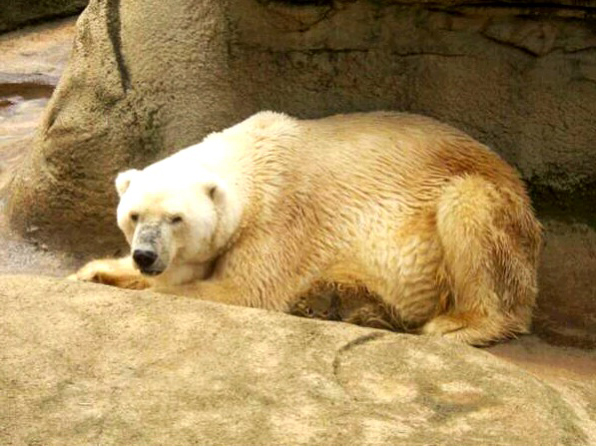Una pena de amor se llevó al último oso polar de África