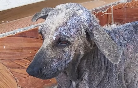 A sus 12 años y casi sin dientes, Conchita fue abandonada embarazada: buscan ayuda para ella