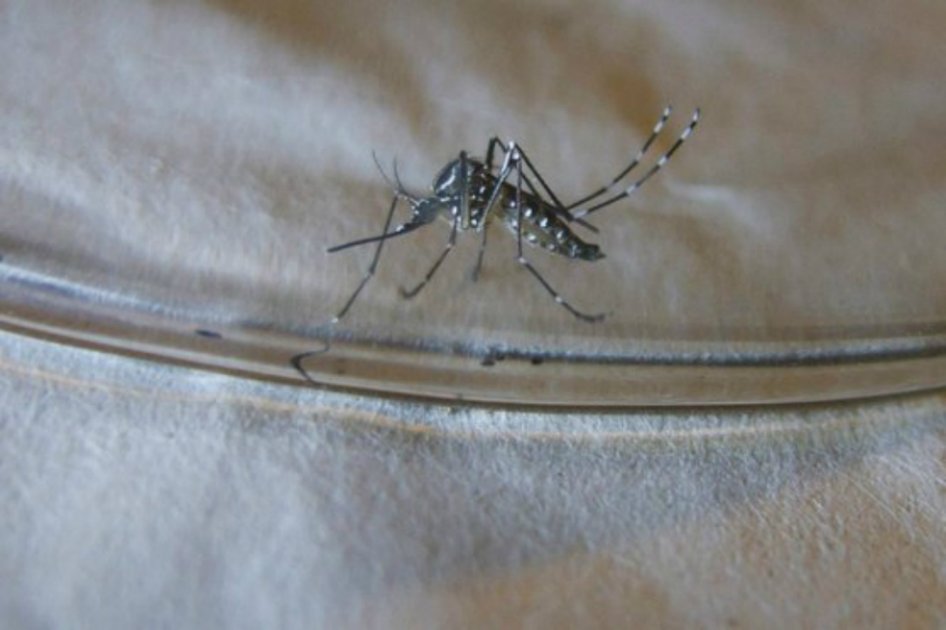 Zika en Colombia: ya hay más de 42.700 casos, 7.653 en embarazadas