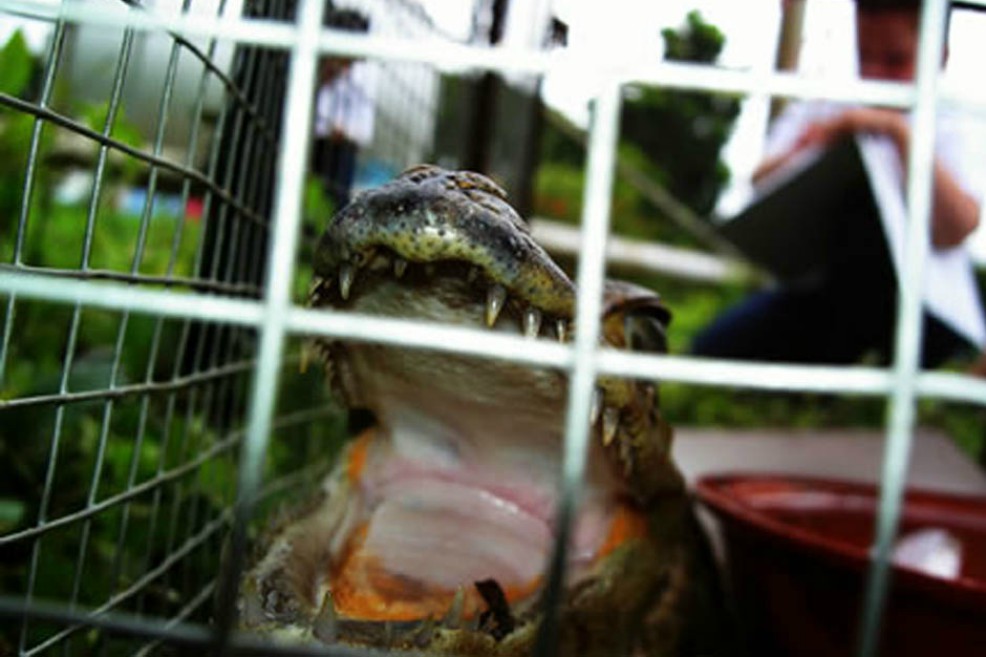 Más de 23 mil animales incautados por tráfico ilegal en 2017