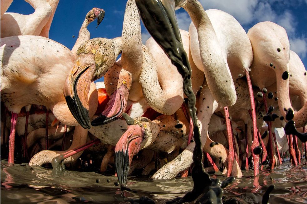 La imagen, llena del color de los flamencos, se llama "Concurrido".