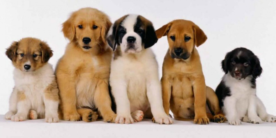 Las cinco claves para alimentar adecuadamente a tu cachorro