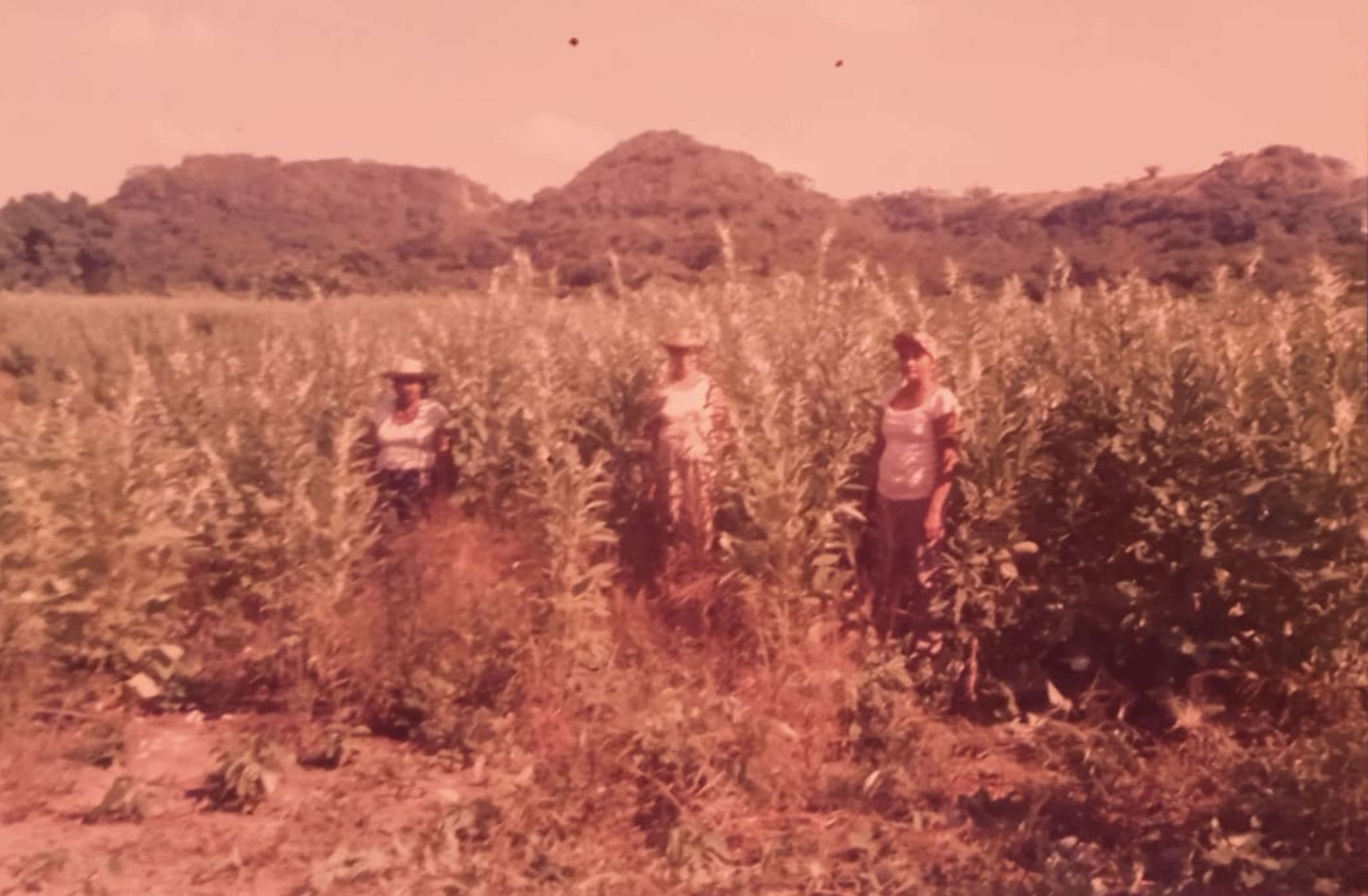Las mujeres de El Salado tradicionalmente se han dedicado a la agricultura y quieren fortalecer sus economías con la siembra de ajonjolí, flor de jamaica, patilla, melón y otros cultivos.