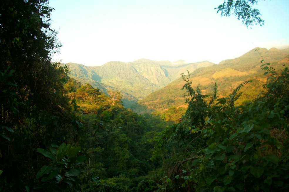 Los árboles de Hidrosogamoso