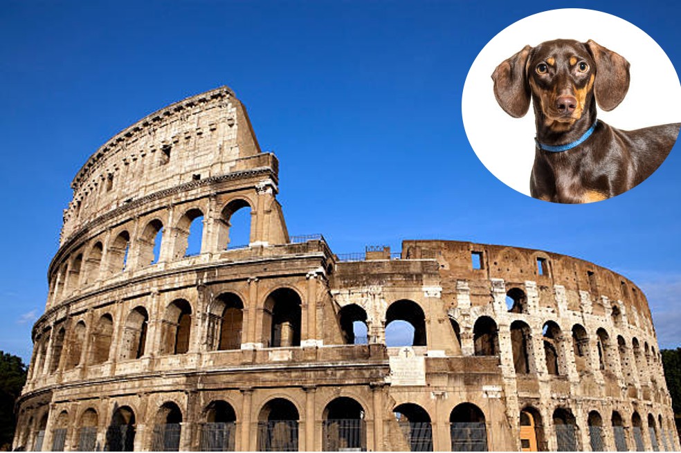Perros salchicha pudieron ser creados para luchar en el Coliseo de la antigua Roma