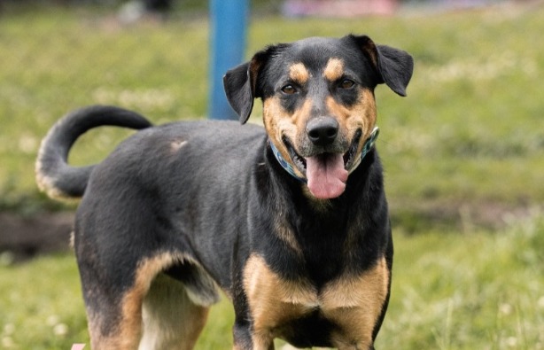 Adoptaron a Godoy de cachorro y lo devolvieron de adulto: “sus ilusiones se desmoronaron”
