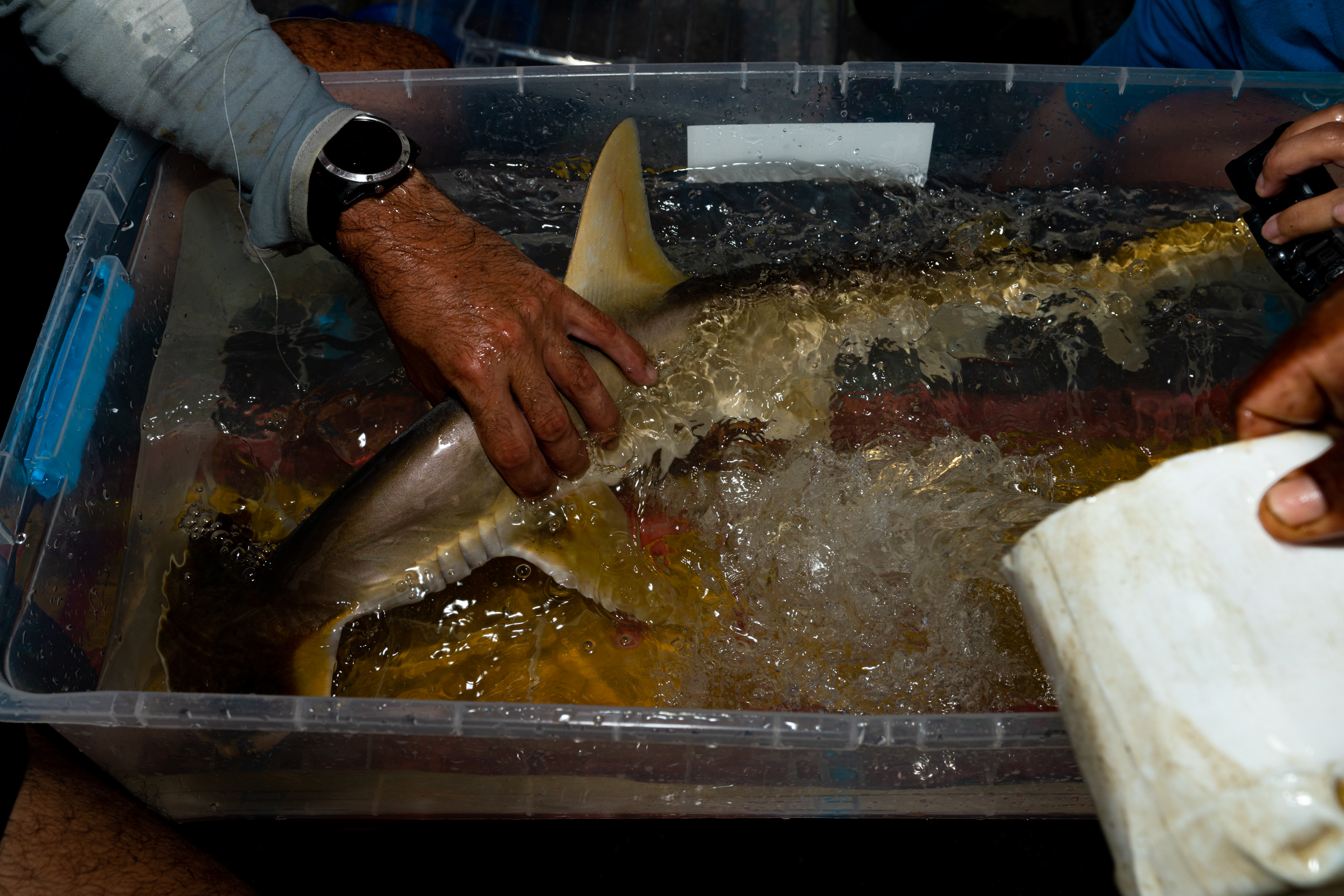 tiburón martillo pequeño