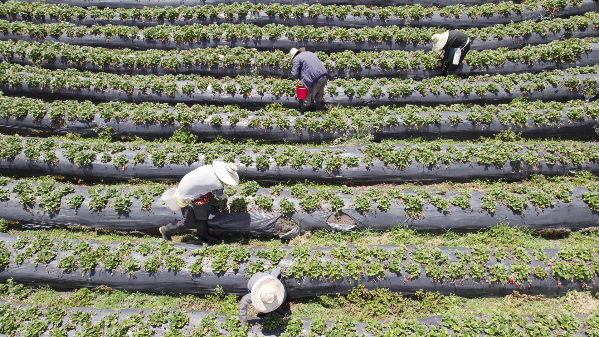 Seguridad alimentaria: sembrando paz y esperanza en el Cauca