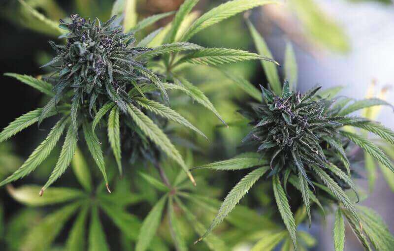 Clever Leaves, la primera empresa colombiana que exportará cannabis a Canadá
