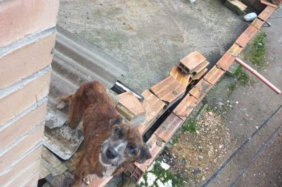 (Video) ¡Buenas noticias! Rescatan a perra abandonada en una azotea en Engativá