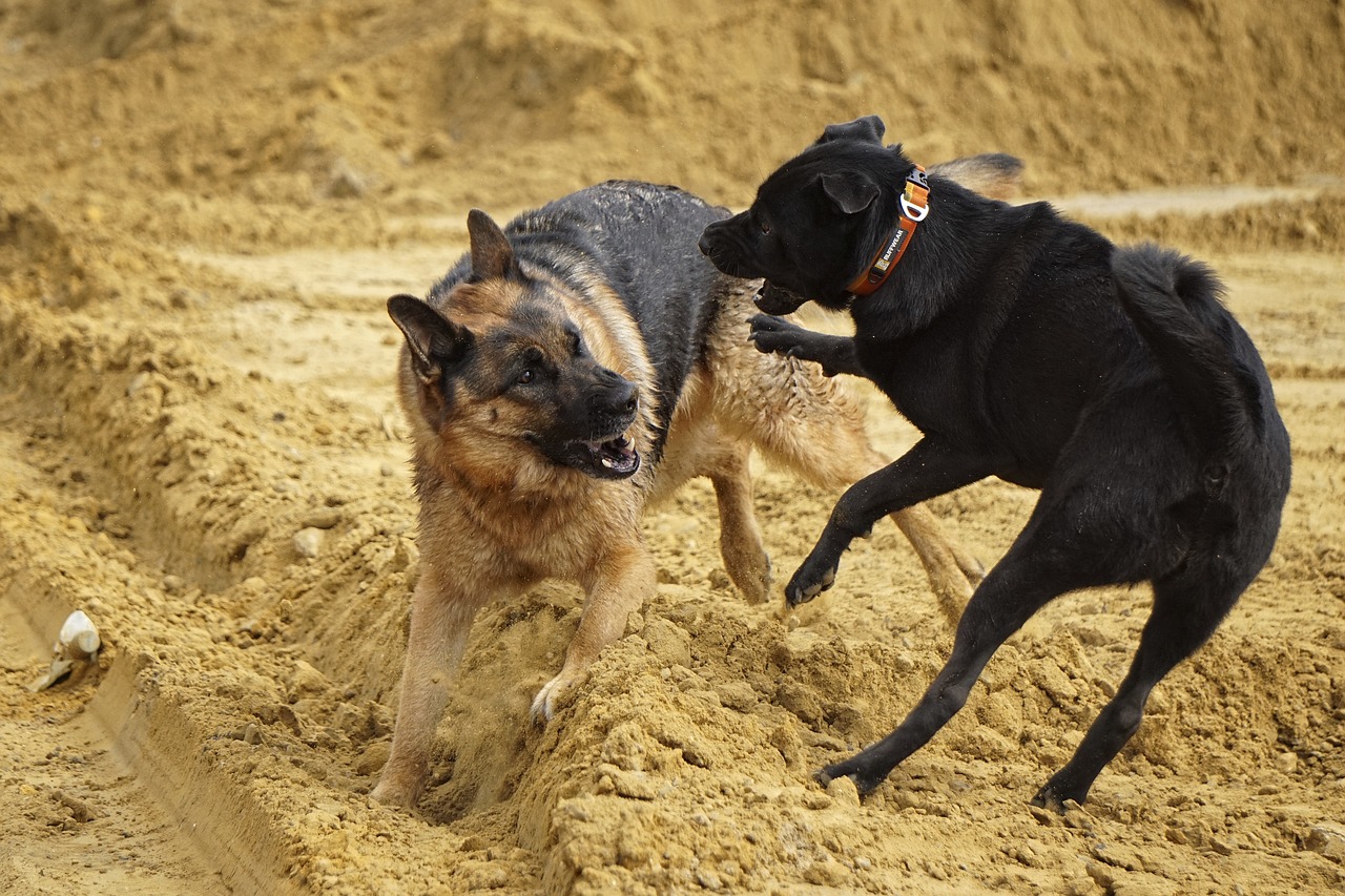 ¿Qué hacer cuando dos perros se pelean