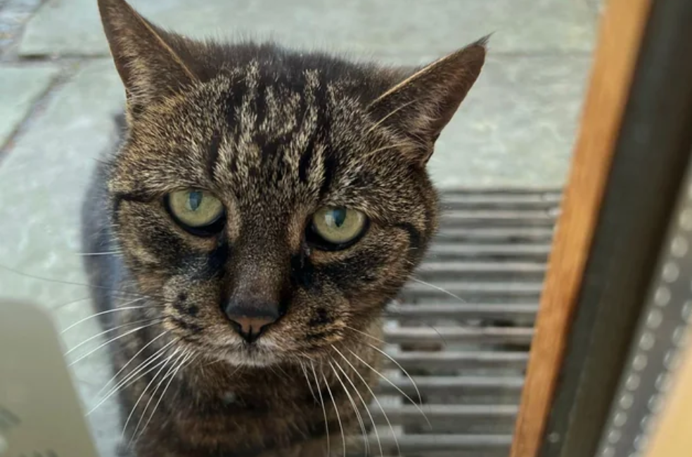 ¿Qué sienten los gatos cuándo son abandonados?