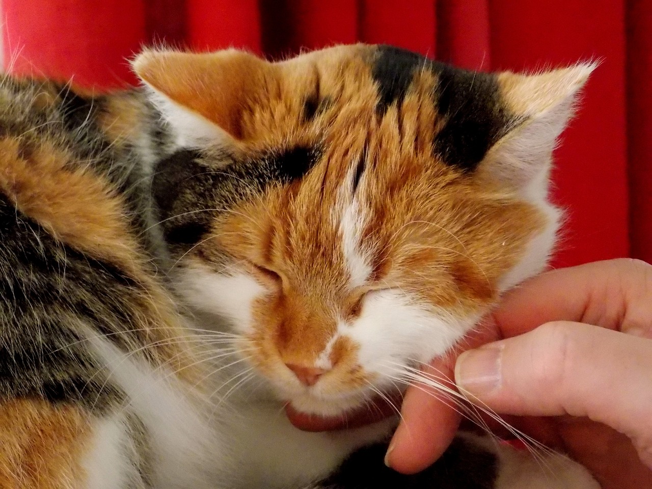 ¿Cómo saber si soy la persona favorita de mi gato?