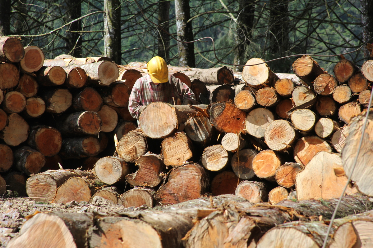 En la feria ‘Interzum Bogotá’ se promueve el comercio de madera legal