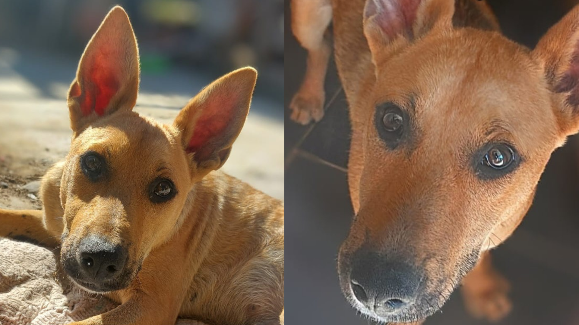 Pablo, el perrito que fue rechazado cinco veces por amar demasiado