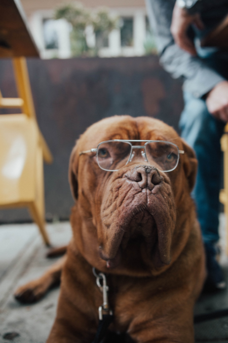 ¿Cómo saber si mi perro está viejo? Aquí te dejamos 5 señales