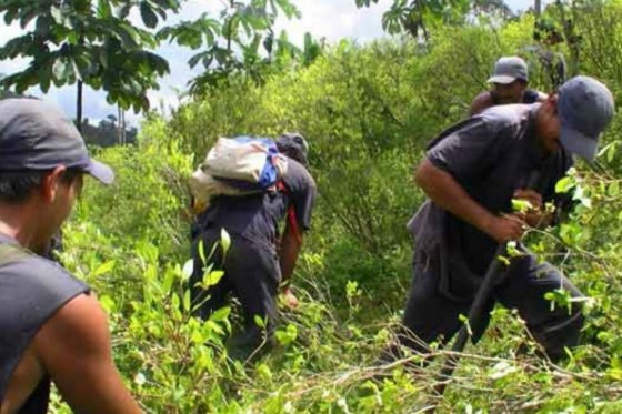Aprobada la fumigación manual de cultivos ilícitos con glifosato