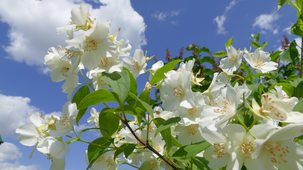 La versatilidad del jazmín, combinada con su belleza y fragancia, lo convierten en una elección ideal para jardineros tanto novatos como experimentados.