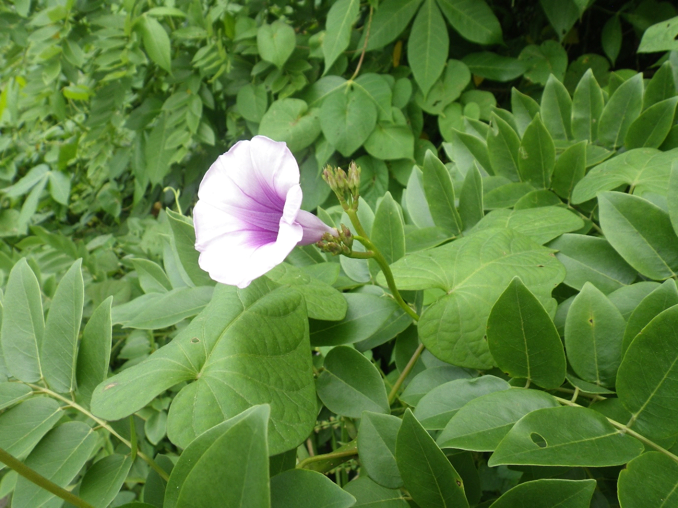 La batata (Ipomoea batata) es un importante cultivo alimentario originario de América tropical. Es un hexaploide (organismo con células formadas por seis juegos de cromosomas), pero sus especies parentales han sido un misterio.
"En los últimos años se ha identificado la Ipomoea trifida como el pariente diploide (organismo con dos juegos completos de cromosomas) más cercano, pero sólo ahora se ha encontrado una especie tetraploide (con cuatro juegos de cromosomas y, por tanto, un posible progenitor): la Ipomoea aequatoriensis", explican los científicos de RGB.