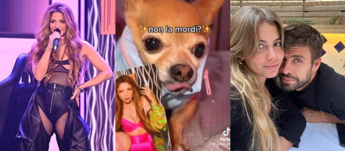 ¿Equipo Shakira? Un perrito se vuelve viral al morder fotografía de Piqué y Clara