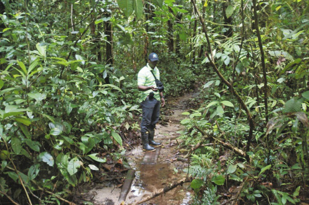 La multitud que quiere rescatar los bosques de Colombia