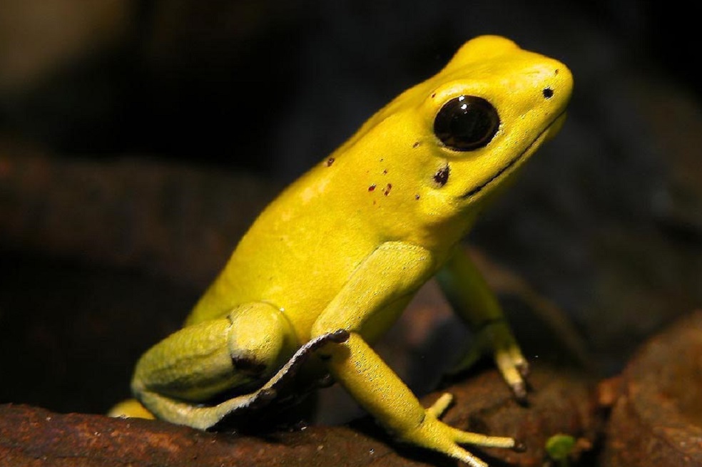 Colombia necesita US$4,8 billones para conservar su biodiversidad a 2030