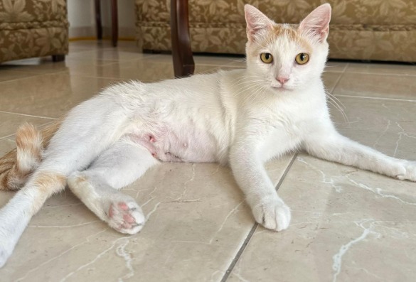 Joven fue criticada por tener muchos animales: su respuesta conmovió a todos