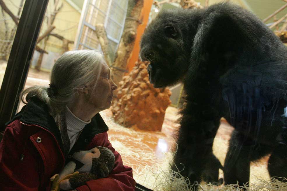 La primatóloga Jane Goodall gana el premio Templeton 2021