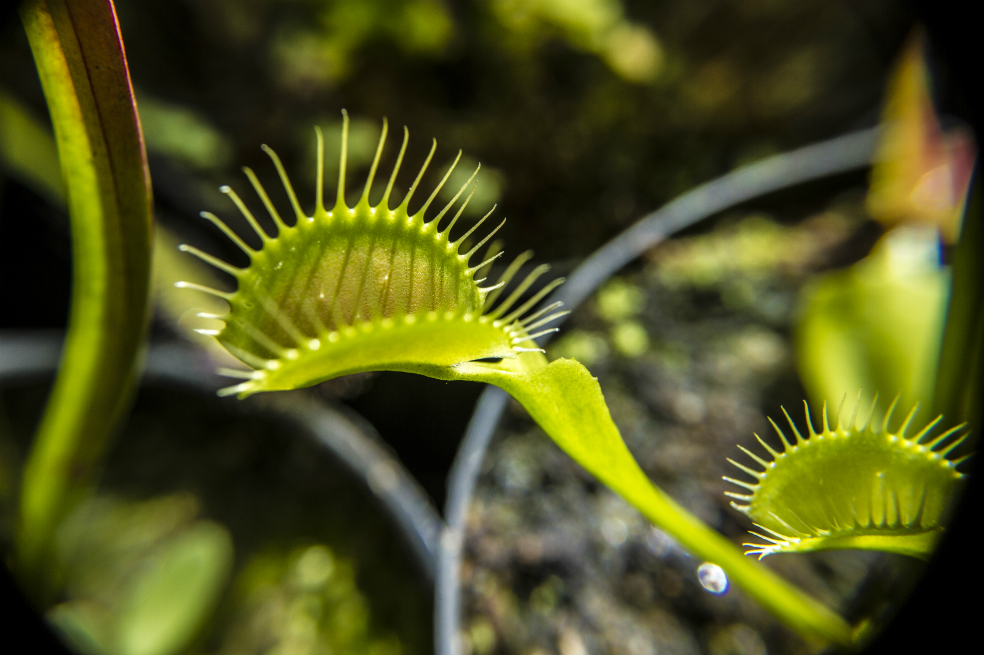 Plantas carnívoras: disfrute la primera exposición en Bogotá