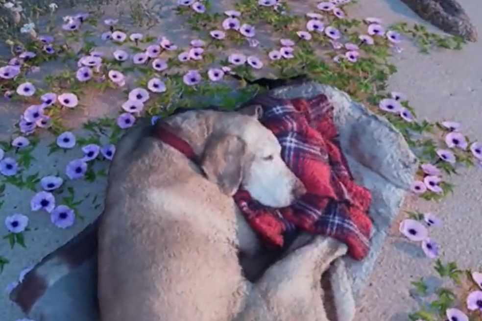 Joven utiliza inteligencia artificial para “recrear” a su perrita muerta