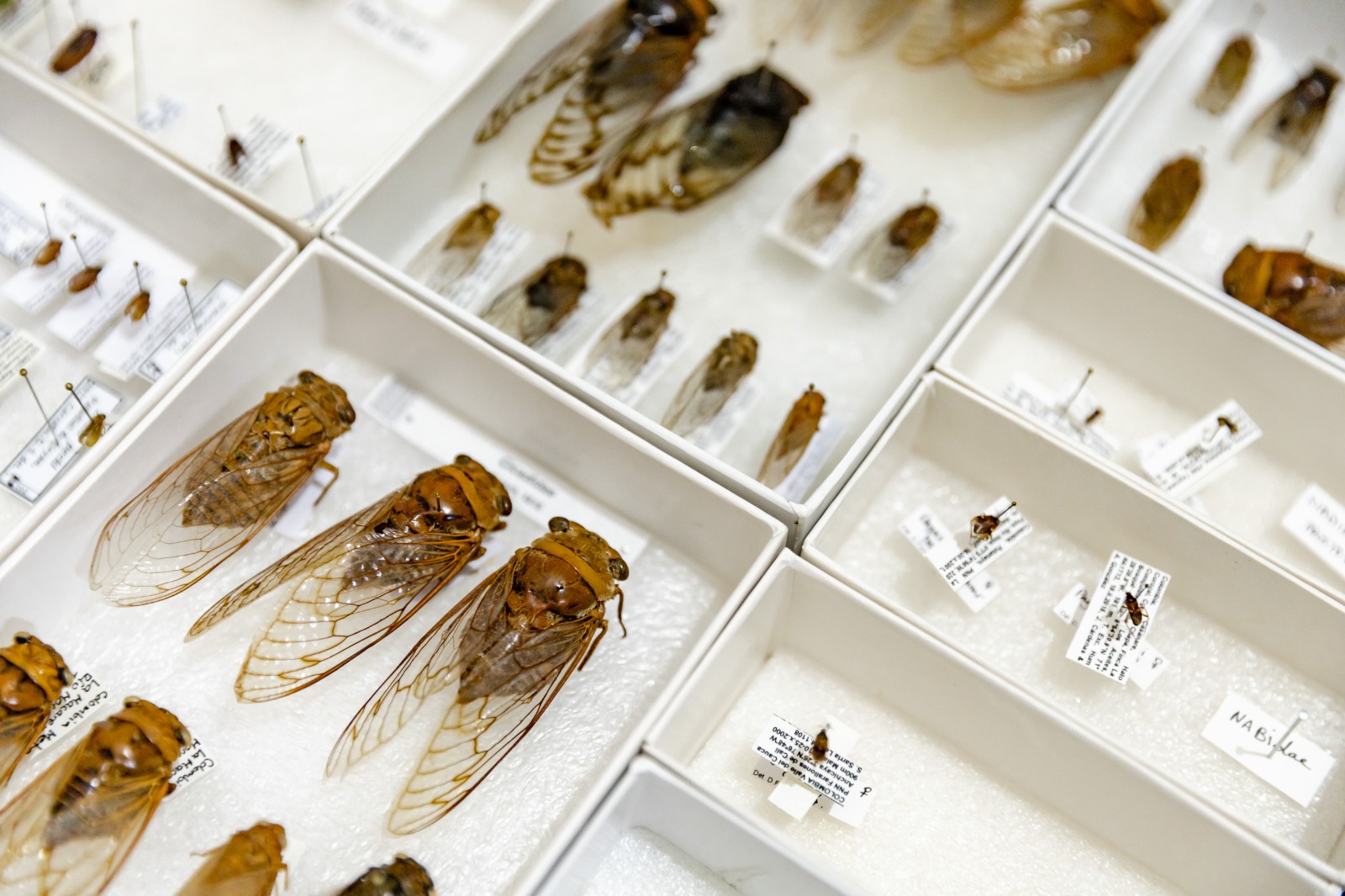 El lugar que almacena el ADN de la biodiversidad colombiana