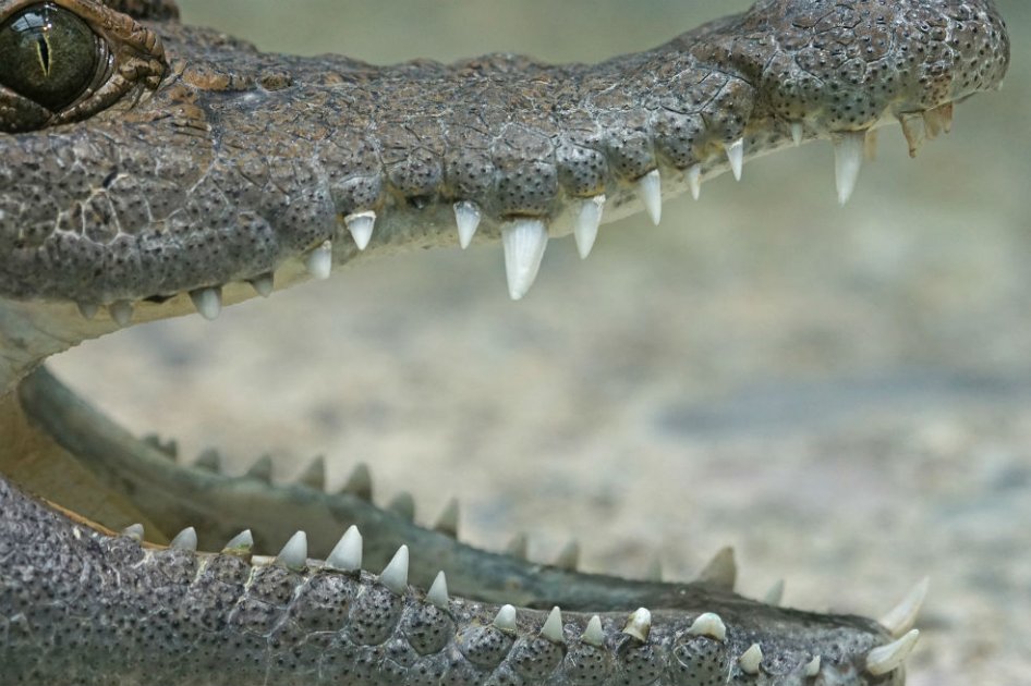 En 42 años desapareció un 58% de los vertebrados del planeta