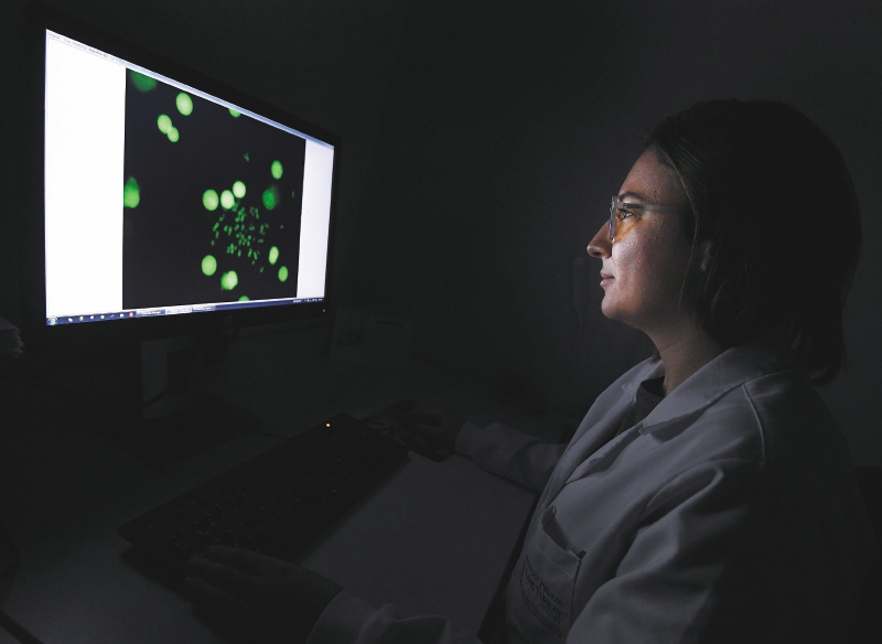 En búsqueda de los particulares genes de la leucemia mieloide en Colombia