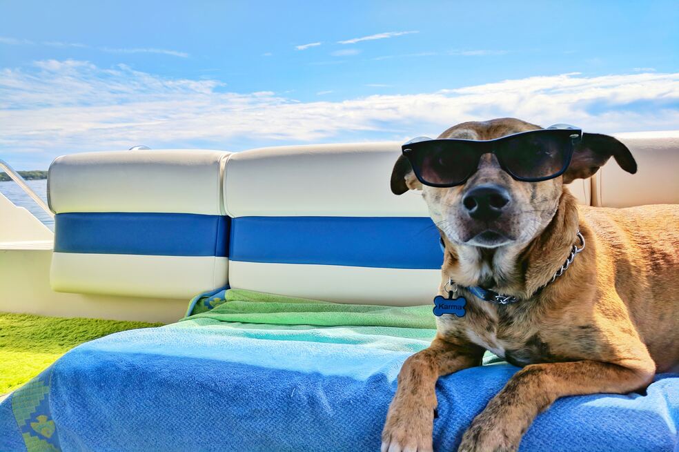 ¿Meter a un perro a la piscina? Estas son algunas recomendaciones