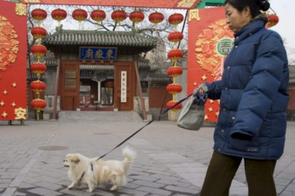 Para evitar ataques y contagios de rabia, una ciudad China prohibió pasear perros de día
