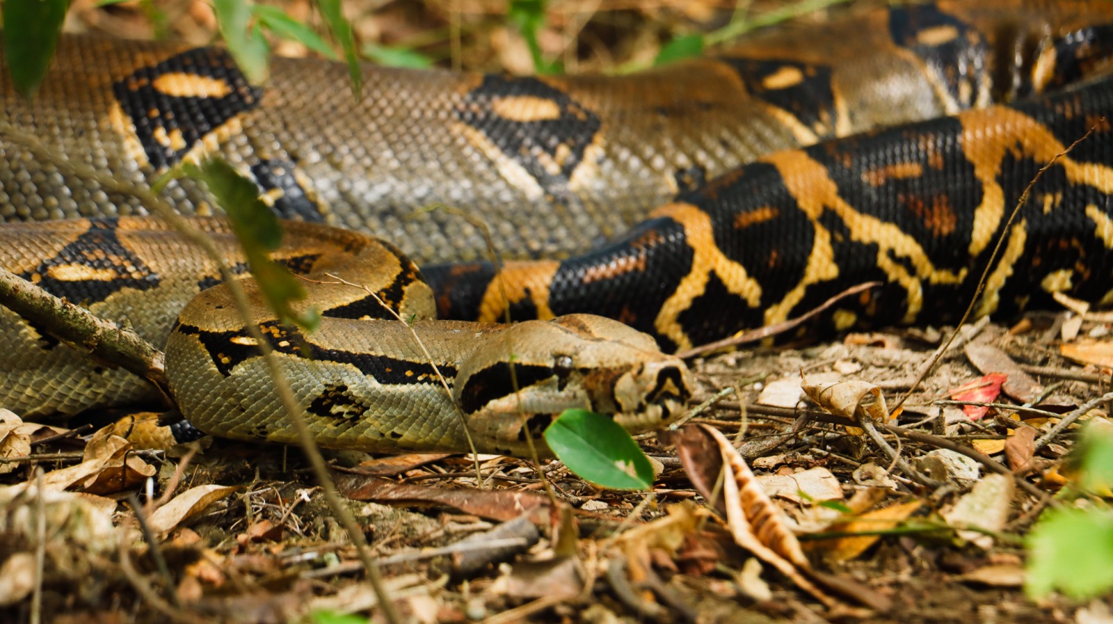 CAR rescató a cuatro boas constrictoras en los municipios de La Mesa y Anapoima
