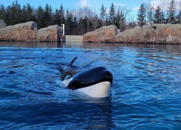 Murió Kiska, la orca más solitaria del mundo, tras estar 40 años en cautiverio