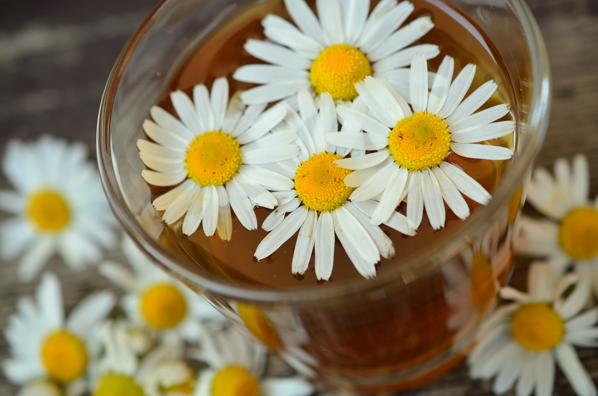 ¿Para qué sirve la manzanilla?: usos de una planta aromática fácil de cuidar