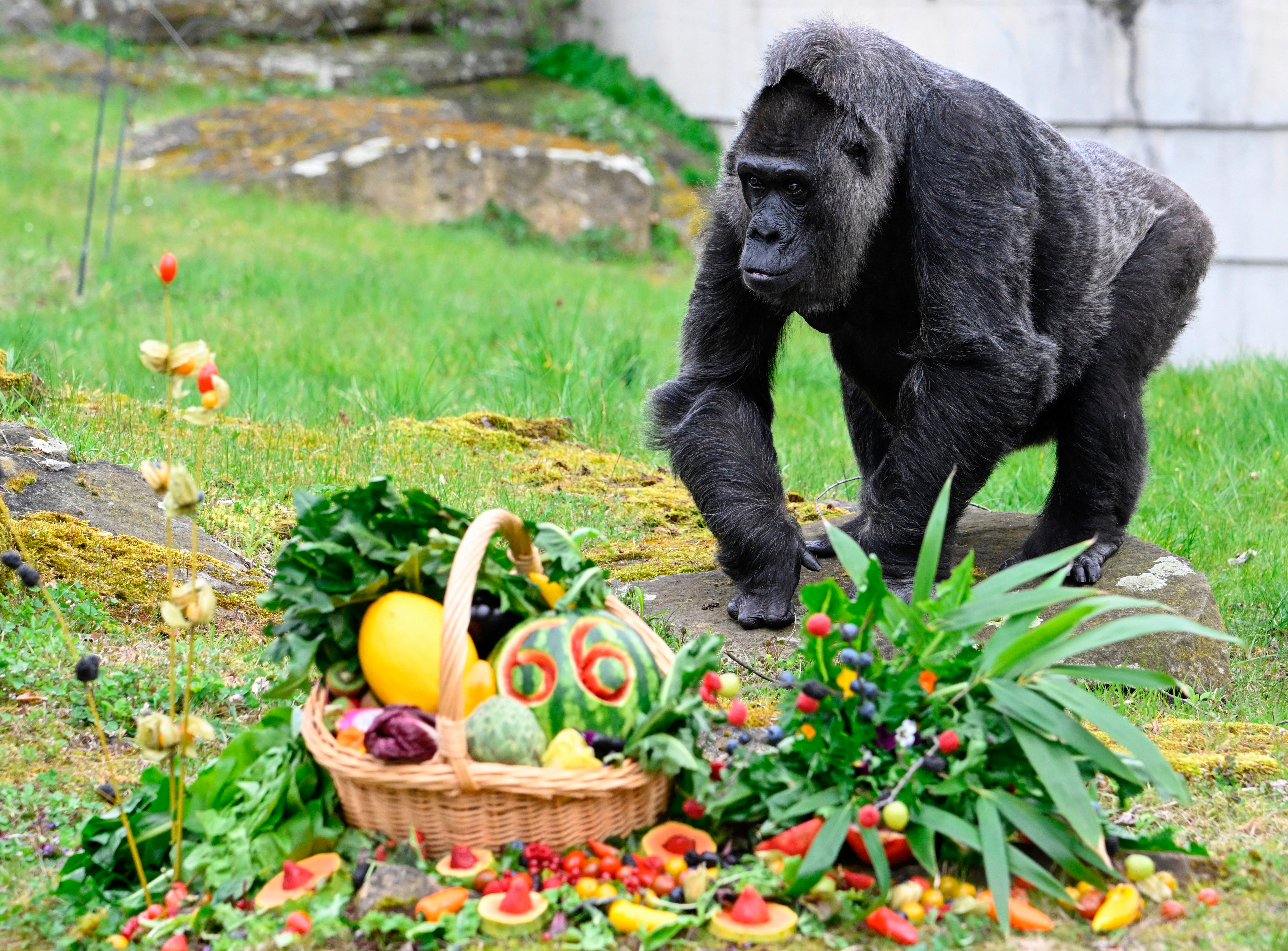 (Fotos) Fatou, la gorila más vieja del mundo, cumplió 66 años en el zoológico de Berlín