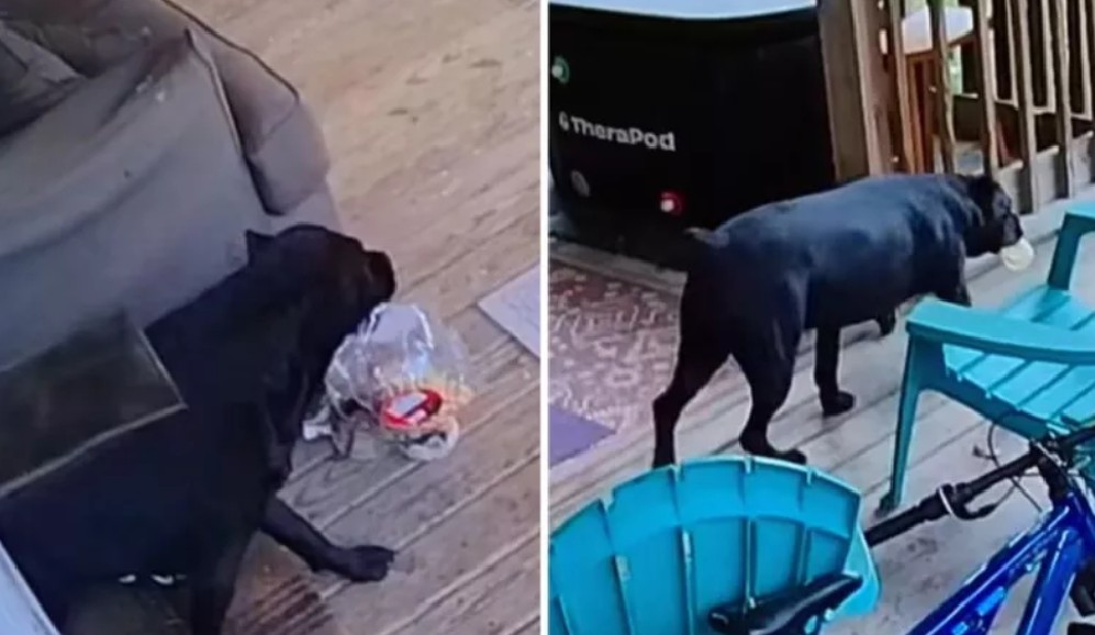 En video: la astuta perrita que planeó el robo perfecto a la despensa familiar
