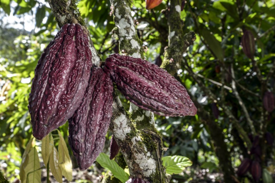 Parte primera exportación de cacao producida en el Nudo de Paramillo